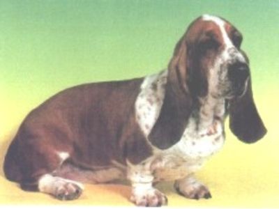 Basset Hound