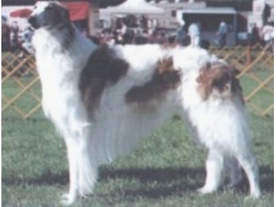 Borzoi