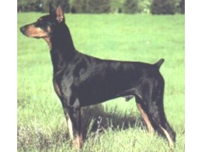 Doberman