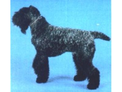 Kerry Blue Terrier