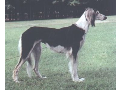 Saluki