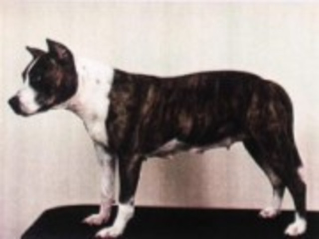 Raças:   American Staffordshire Terrier