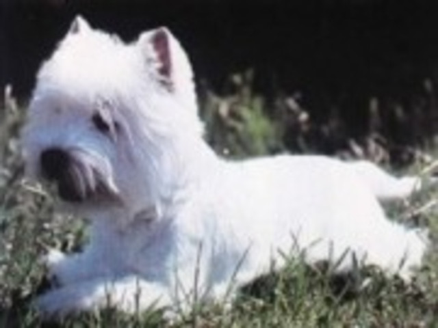 Raças: West Highland White Terrier 