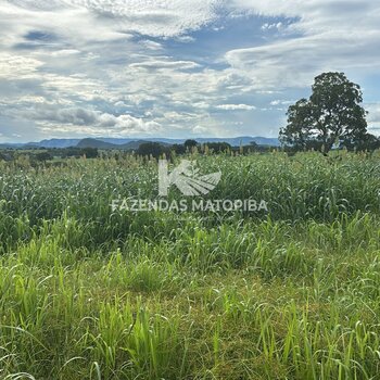 FAZENDA NORTE DE GOIÁS